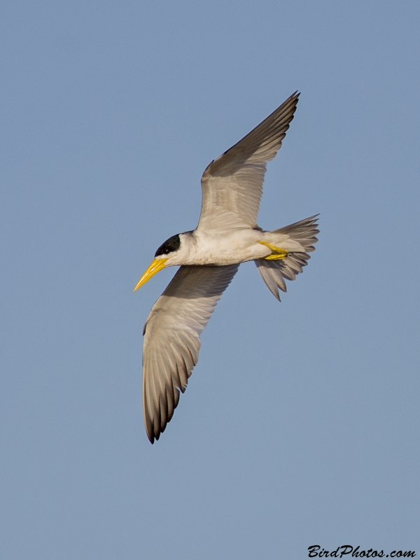 Large-billed Tern