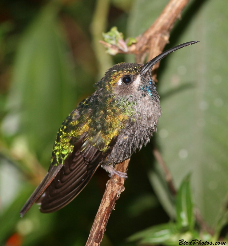 Lazuline Sabrewing