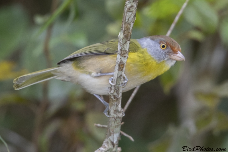 Lemon-chested Greenlet