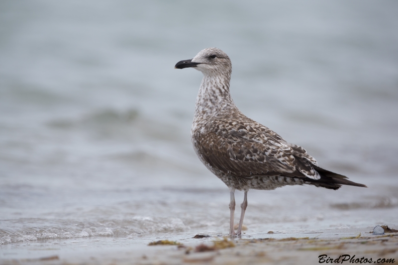 Lesser Black-backed Gull