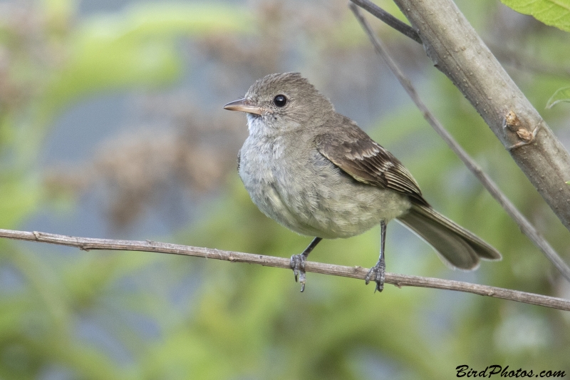 Lesser Elaenia