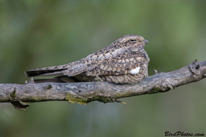 Lesser Nighthawk