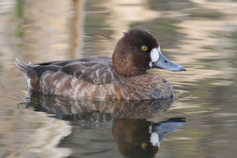 Lesser Scaup