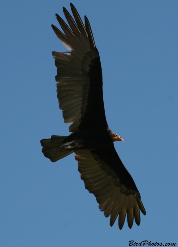 Lesser Yellow-headed Vulture