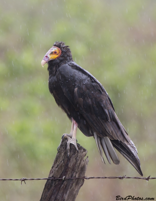 Lesser Yellow-headed Vulture