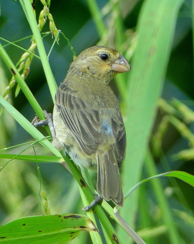 Lesson's Seedeater