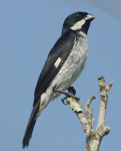 Lesson's Seedeater