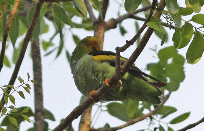 Lilac-tailed Parrotlet