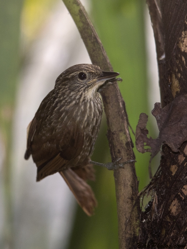 Lineated Foliage-gleaner