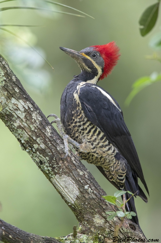 Lineated Woodpecker