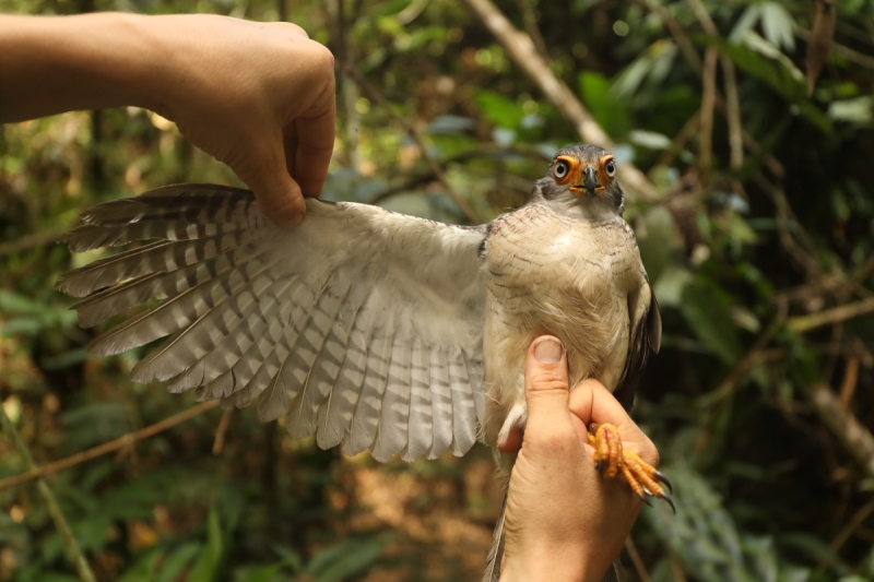 Lined Forest Falcon