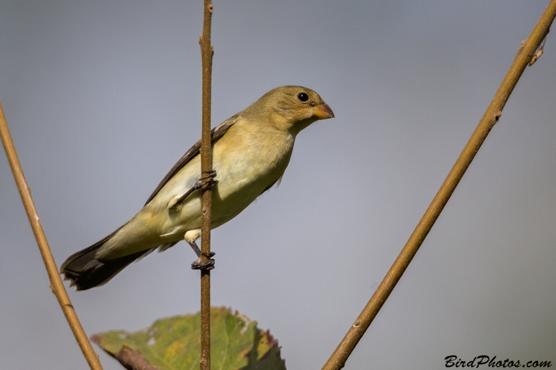 Lined Seedeater