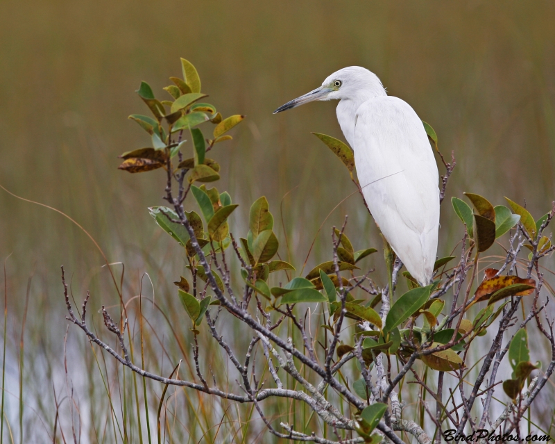 Little Blue Heron