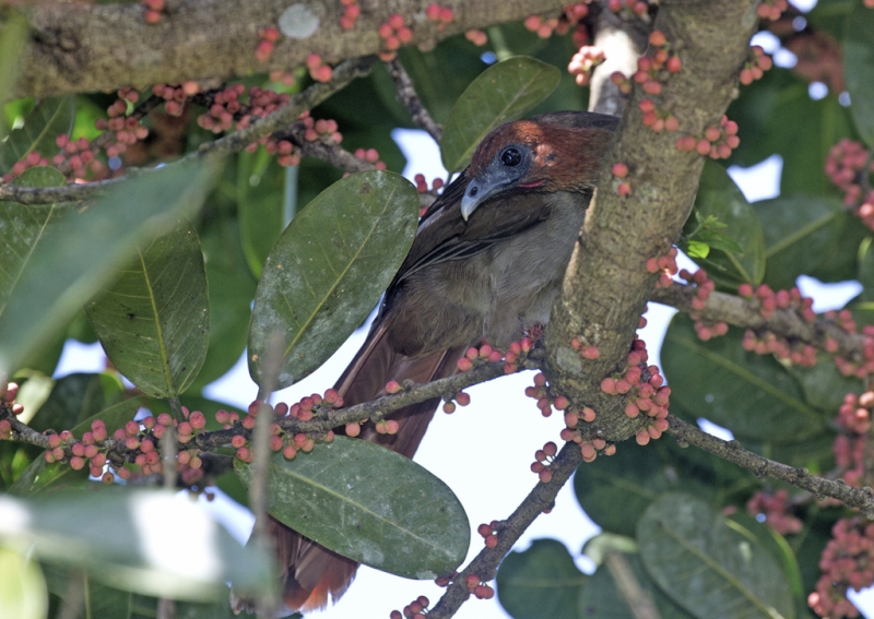 Little Chachalaca