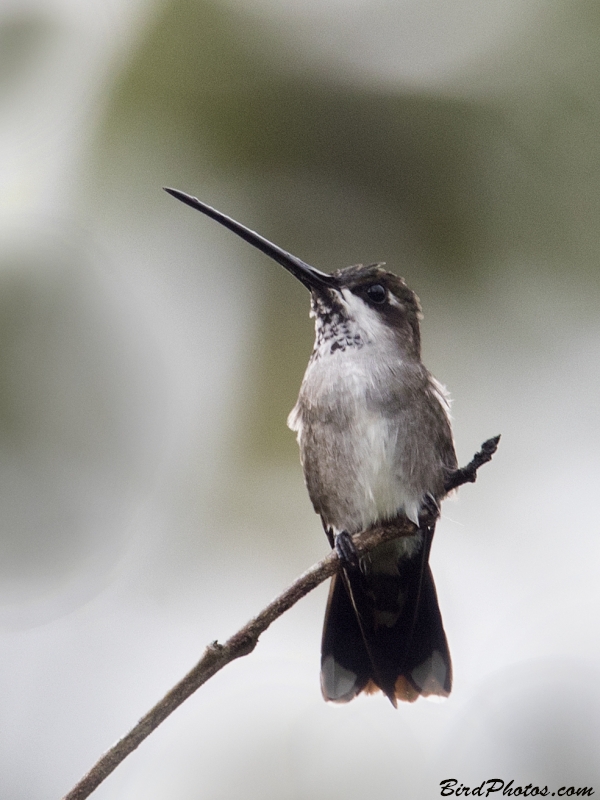 Long-billed Starthroat