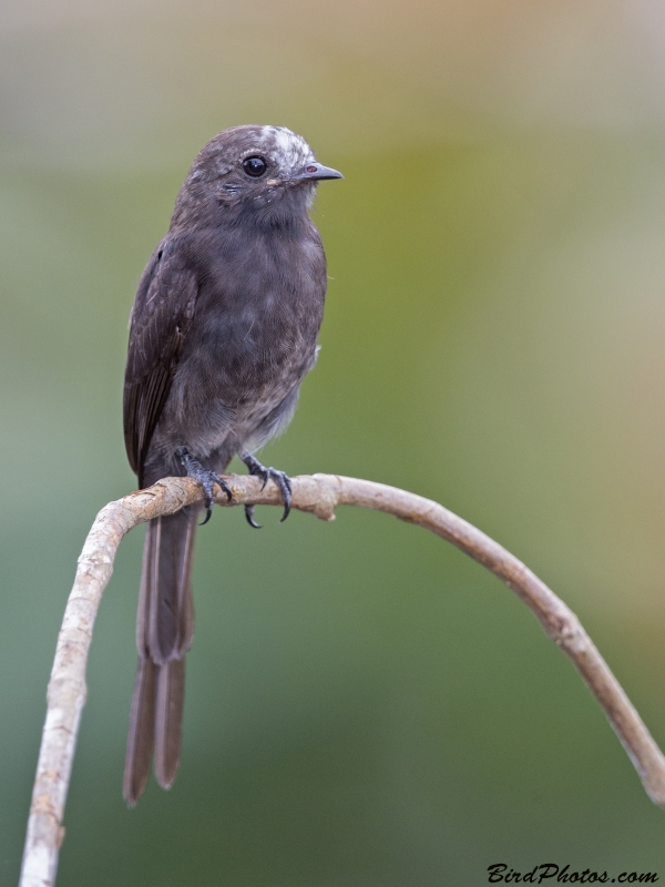 Long-tailed Tyrant