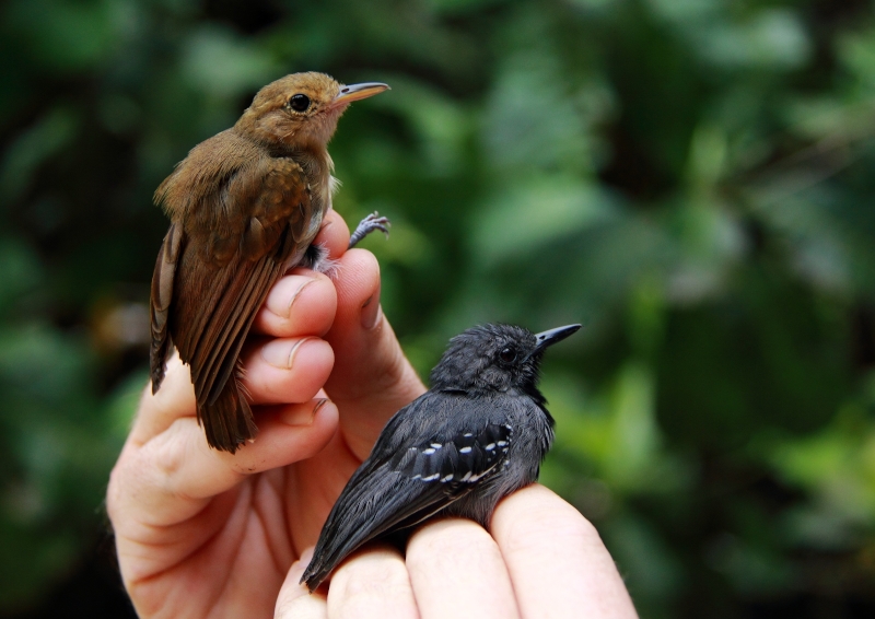 Long-winged Antwren