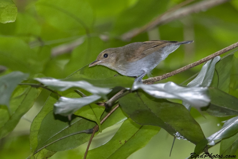 Long-winged Antwren