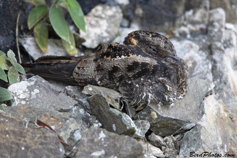 Lyre-tailed Nightjar