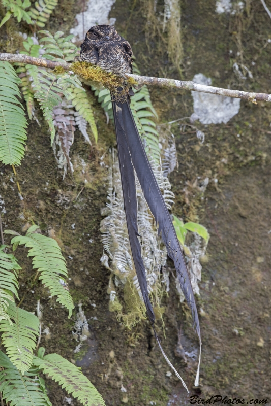 Lyre-tailed Nightjar