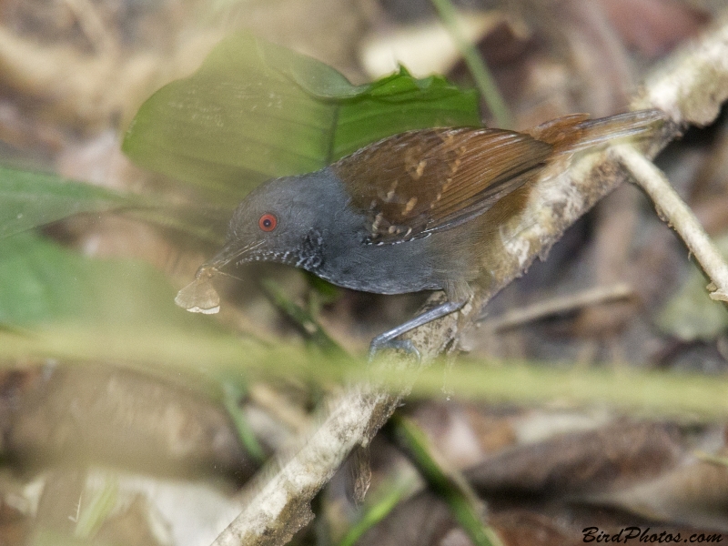 Magdalena Antbird