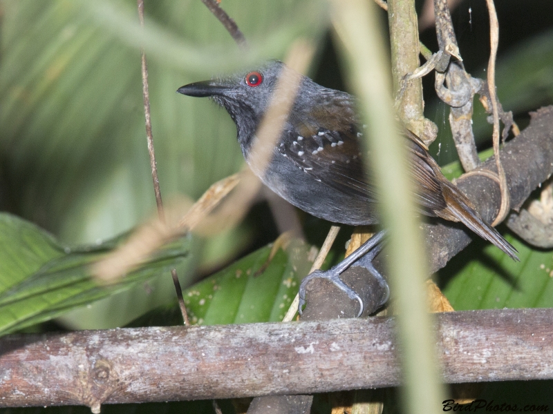 Magdalena Antbird