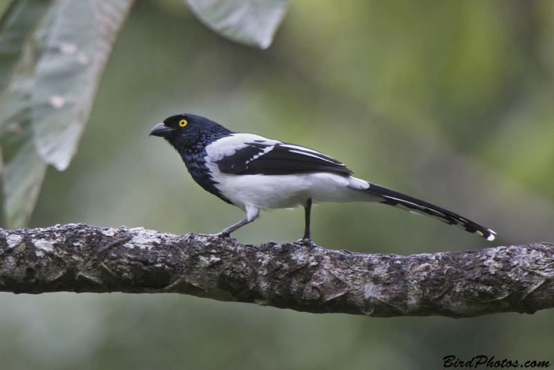 Magpie Tanager