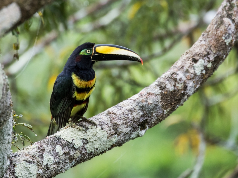 Many-banded Aracari