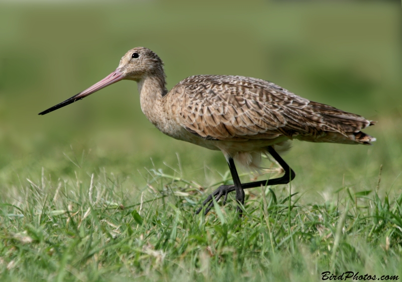 Marbled Godwit