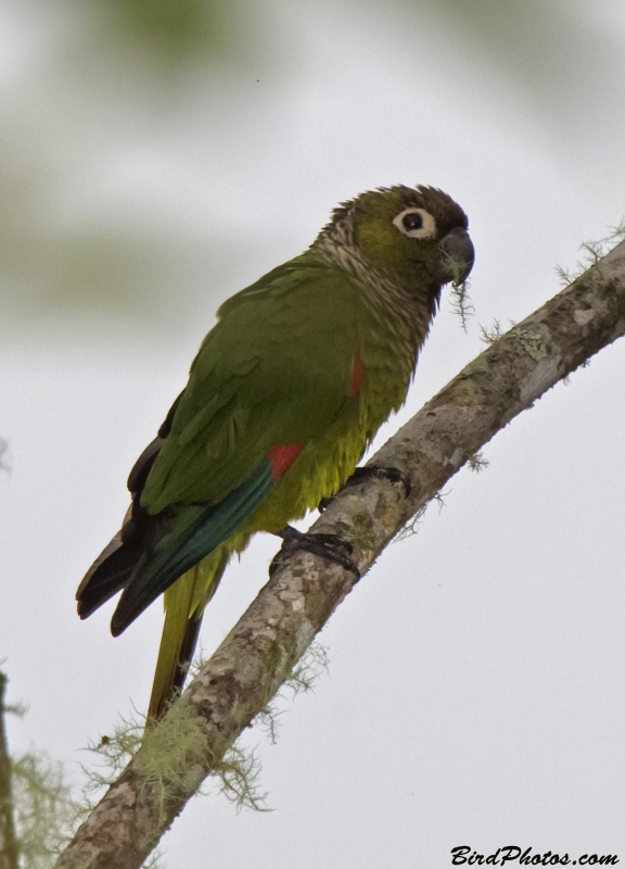 Maroon-tailed Parakeet