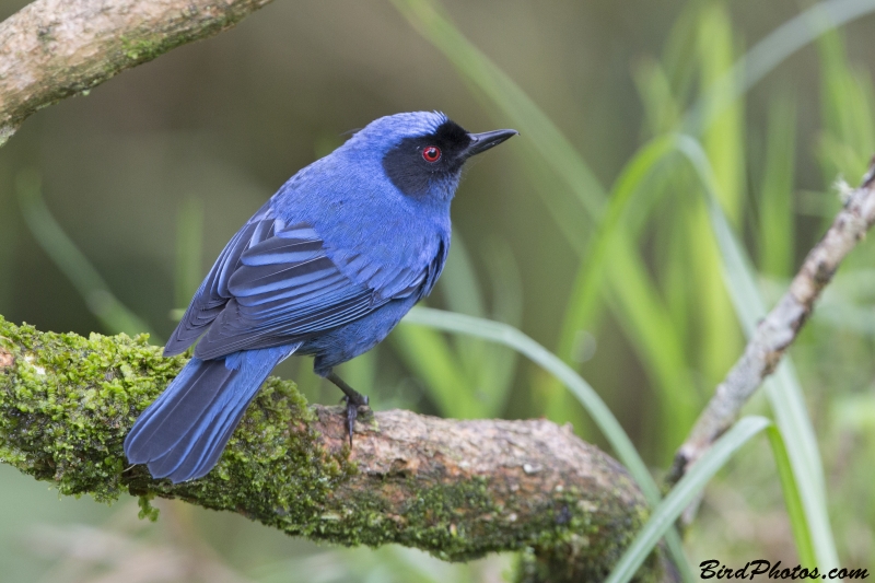 Masked Flowerpiercer
