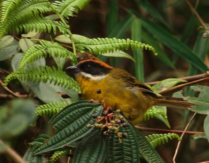 Merida Brushfinch