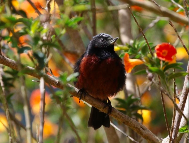 Merida Flowerpiercer