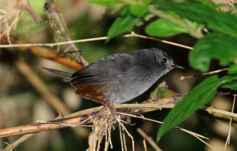 Merida Tapaculo