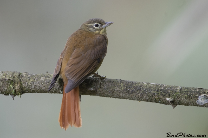 Montane Foliage-gleaner