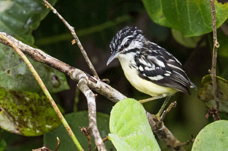 Moustached Antwren