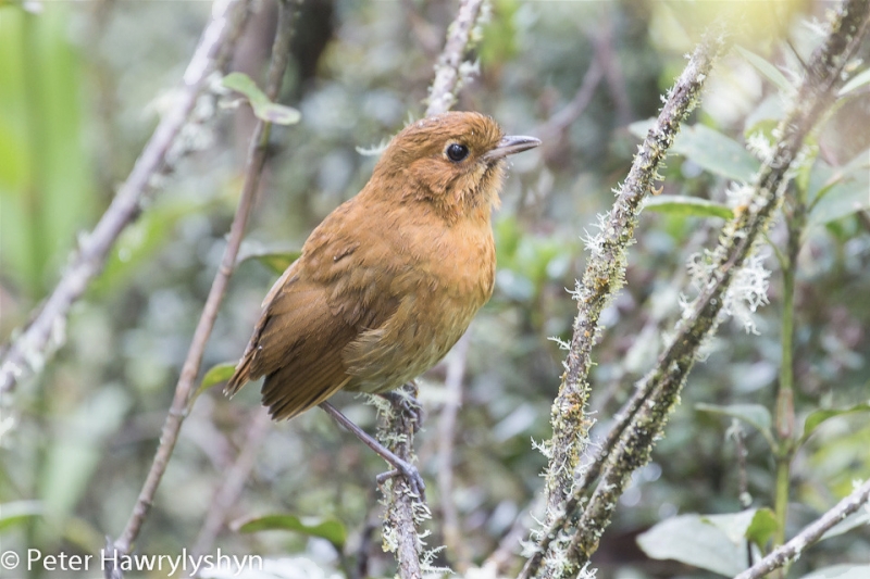 Muisca Antpitta