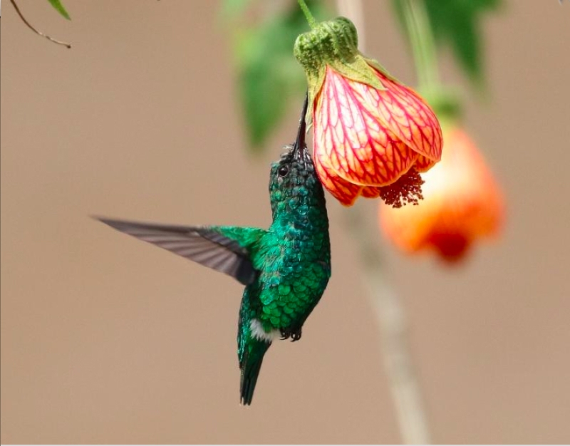 Narrow-tailed Emerald