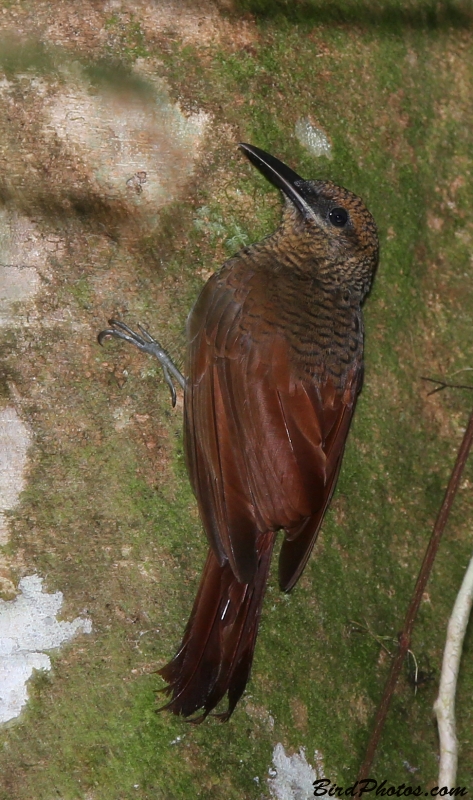 Northern Barred Woodcreeper