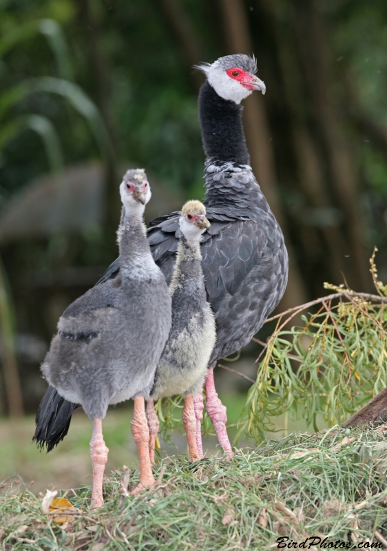 Northern Screamer