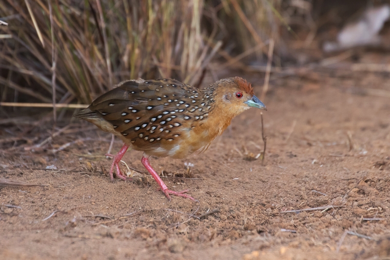 Ocellated Crake