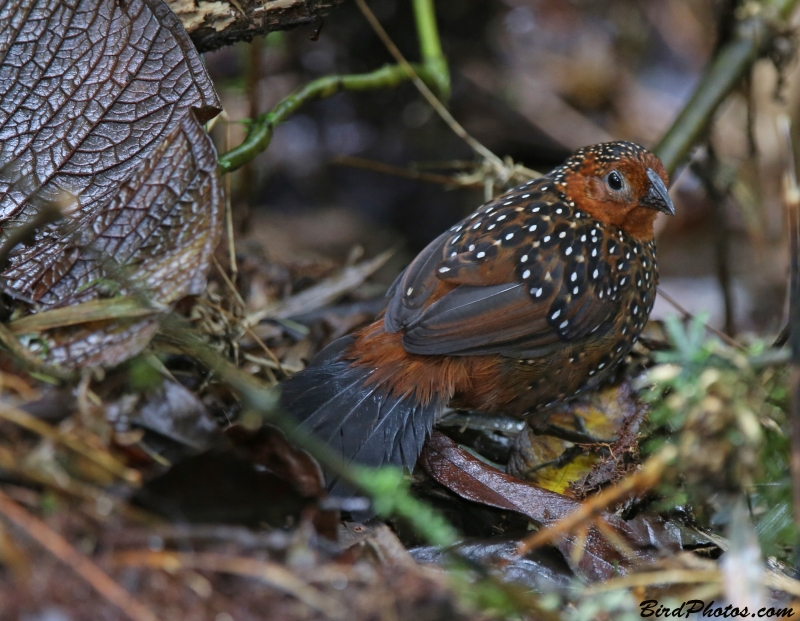 Ocellated Tapaculo