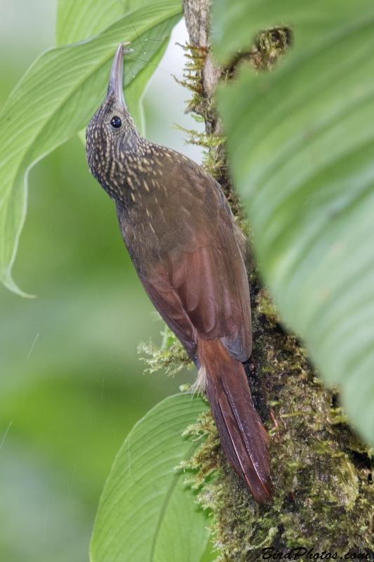 Ocellated Woodcreeper