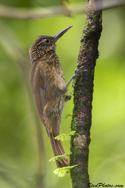 Ocellated Woodcreeper