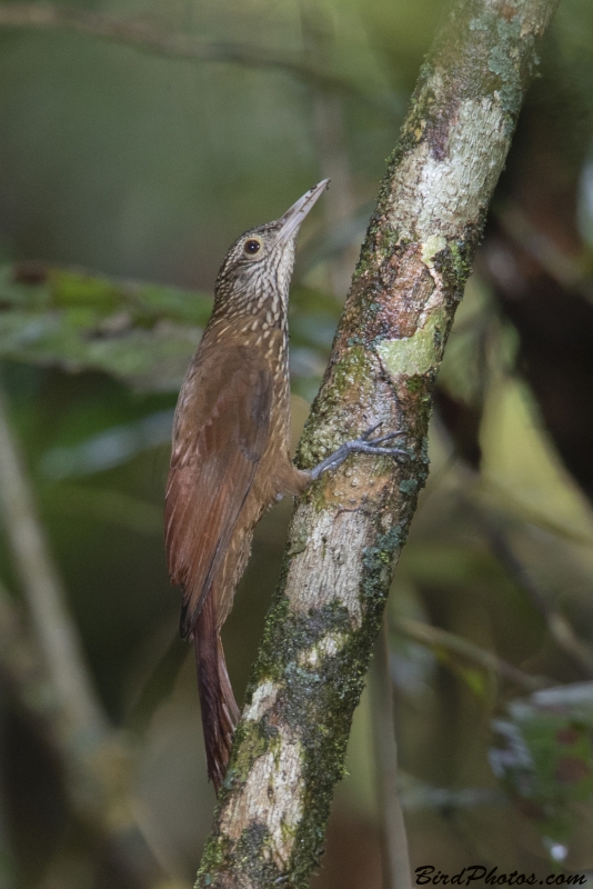 Ocellated Woodcreeper