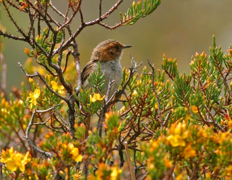 Ochre-browed Thistletail