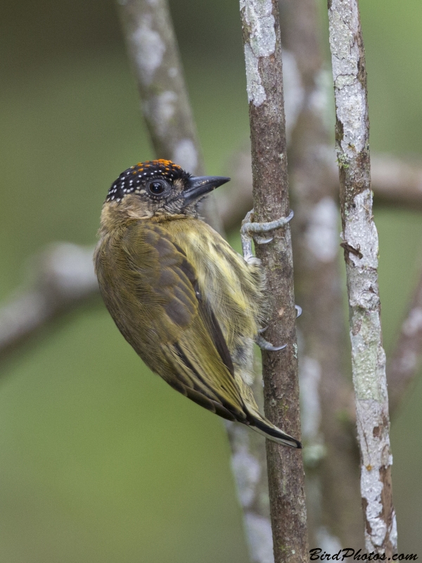 Olivaceous Piculet