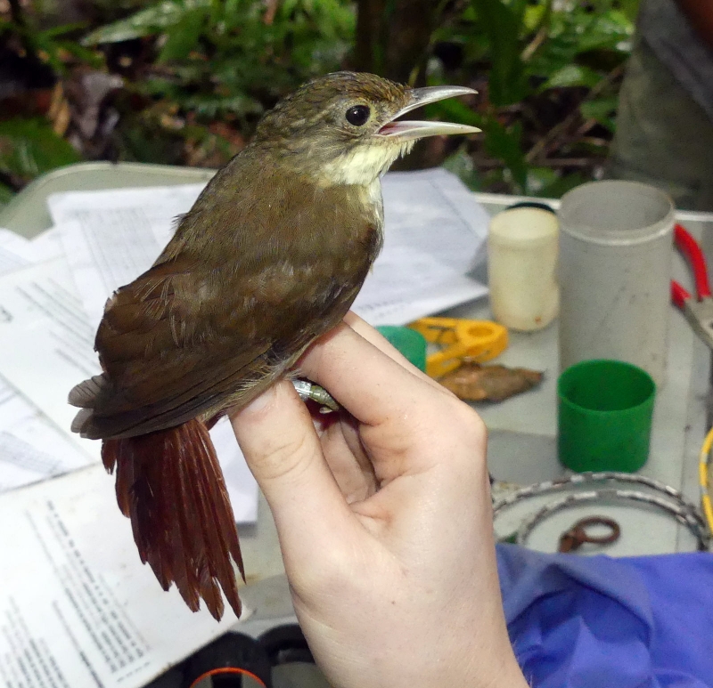 Olive-backed Foliage-gleaner