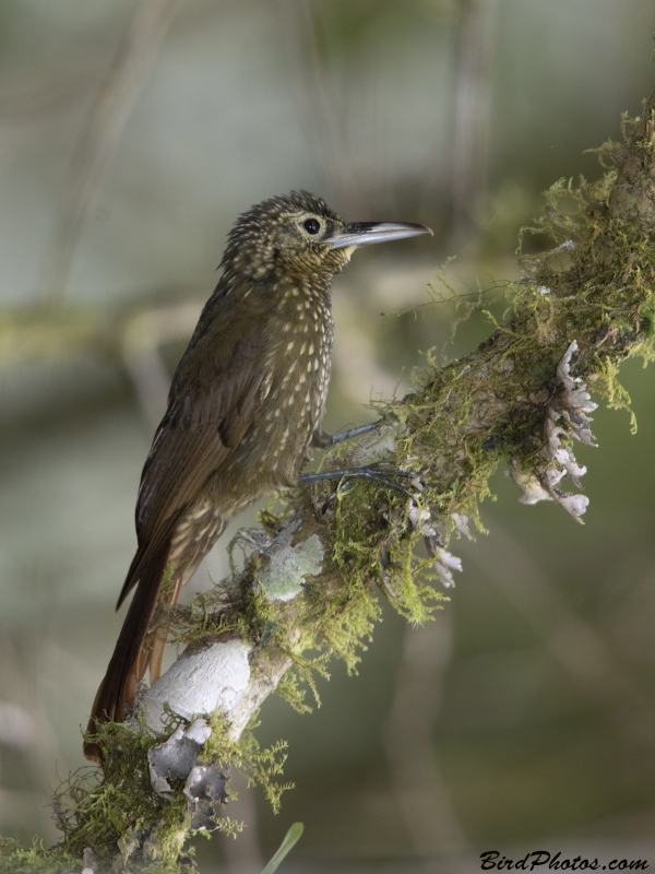 Olive-backed Woodcreeper