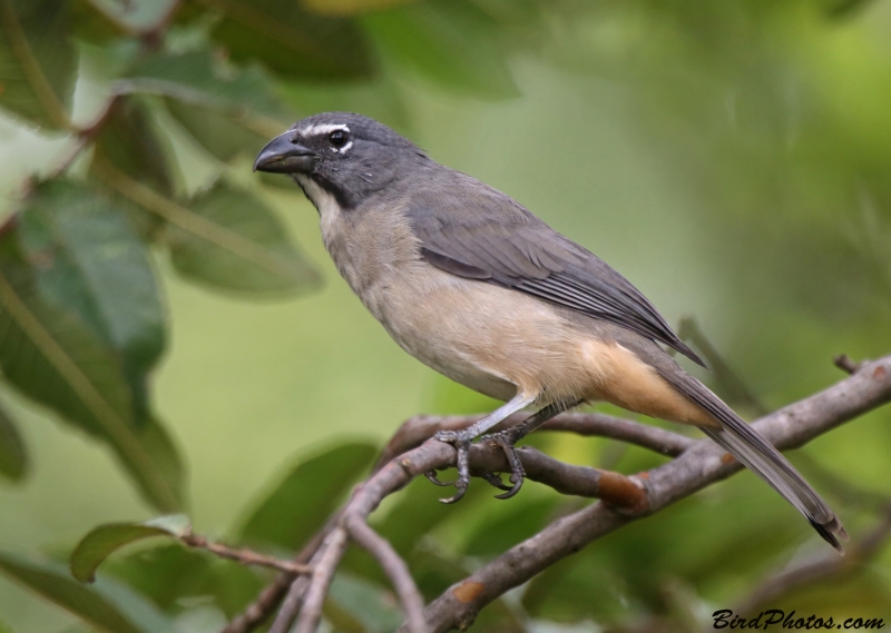 Olive-grey Saltator